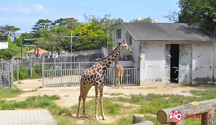 冲绳旅游亲子必去动物园「冲绳儿童王国」的长颈鹿