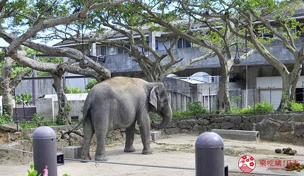 冲绳旅游亲子必去动物园「冲绳儿童王国」的大象